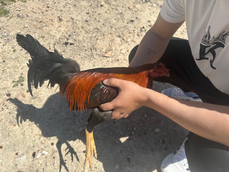 La Policía Local de Hellín frustra una pelea ilegal de gallos y propone una sanción de hasta 200.000 euros
